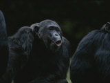 Frodo Hoots after Hearing Other Chimps Across the Valley