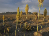 Scenic View of Desert
