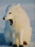 An Arctic Fox Yawns