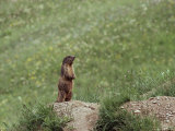 Marmot Standing on Rock