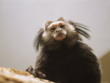 A Black Tufted-Ear Marmoset  Callithrix Penicillata