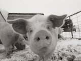 Portrait of a Young Pig