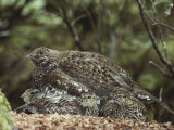 A Blue Grouse (Dendragapus Obscurus) Covers and Protects Her Chicks