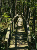 An Elevated Board Walkway Crosses a Marshy Spot in a Forest