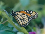 Monarch Butterfly (Danaus Plexippus)
