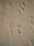 Footprints in Sand Mark the Passing of Beach-Goers