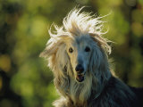 A Portrait of an Afghan Hound Dog