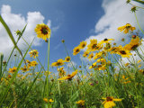 A Skyward View of Coreopsis Flowers in a Texas Field