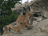 A Mother Mountain Lion Brings a Freshly-Killed Rabbit to Her Cubs