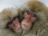 A Pair of Japanese Macaques  or Snow Monkeys  Cuddle Together