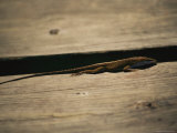 An Anole Lizard Rests on a Piece of Weathered Wood