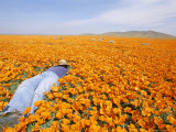 California+poppy+fields+location