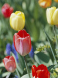 Spring Flowers  Tulips  Late April  Massachusetts