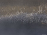Frost Coats Sedges Along Obsidian Creek in the Early Morning