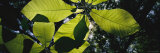 Big Leaf Magnolia Trees are Viewed from Underneath