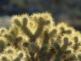 Sunrise on Teddy Bear Cholla (Optunia Bigelovii)