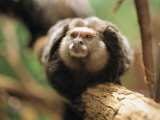A Black Tufted Ear Marmoset Clings to a Tree Branch