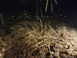 Juvenile Fish Swim Past a Sea Anemone in a Mangrove Swamp