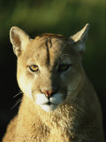 A Portrait of a Mountain Lion