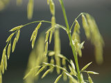 Close View of Endangered Texas Wild Rice
