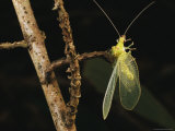 An Eupithecia Staurophragma Caterpillar Nabs a Lacewing for a Meal
