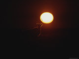 A Bathurst Caribou Silhouetted against the Setting Sun