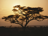 Sunset Through a Silhouetted Acacia Tree