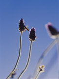 A Bee on Lavender Flowers