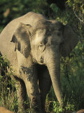 A Portrait of One of Borneos Asian Elephants