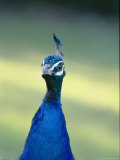 Close View of the Head and Neck of an Indian Peacock