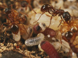 A Maculinea Alcon Caterpillar Feeds Upon Myrmica Larvae