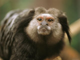 A Black Tufted Ear Marmoset  Callithrix Penicillata