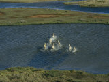 Elevated View of a Herd of Caribou Crossing Water