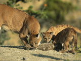 A Mother Mountain Lion and Her Cubs Eat a Freshly-Killed Rabbit