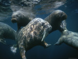 Underwater View of Adult Atlantic Walruses with Pups