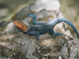 A Brightly-Colored Blue and Orange Agama Lizard Suns Itself on a Rock