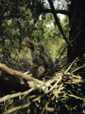Green Heron Chicks Sit in Their Nest