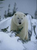 A Polar Bear in a Snowy  Twilit Landscape