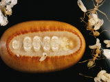 A Liphyra Brassolis Caterpillar Feeds Upon Green Tree Ant Larva