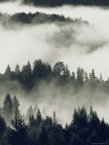 Early Morning Sun on a Foggy Redwood Valley