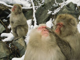 Japanese Macaques (Macaca Fuscata)  Grooming  Jigokudani  Japan