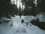 A Hiker Passes Through a Snowy Forest on a Trail