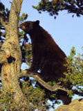 An American Black Bear Stands in a Tree