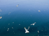 Red-Legged Kittiwakes Soar Above the Bering Sea off St George Island