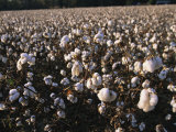 A Field of Fluffy Cotton Plants in North Carolina