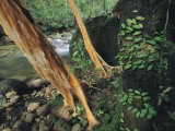 Water Rushes Along a Rock-Strewn Creek Bed Past Reddish Tree Trunks