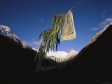 A Prayer Flag Hangs from a Branch