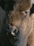 Portrait of a Wood Buffalo