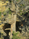 An American Black Bear Climbing a Tree
