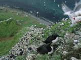 Thick-Billed Murres and Red-Legged Kittiwakes on a Seaside Cliff